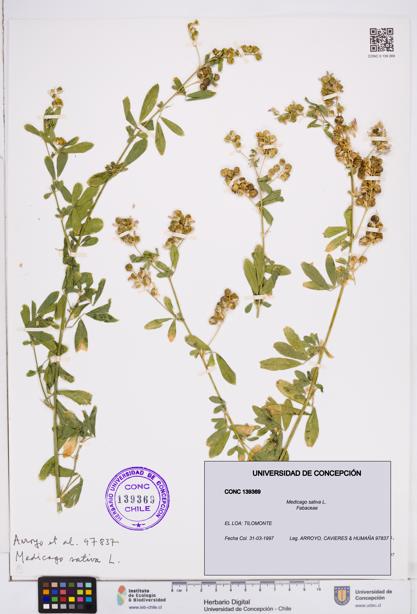 Medicago sativa [Espécimen: ]