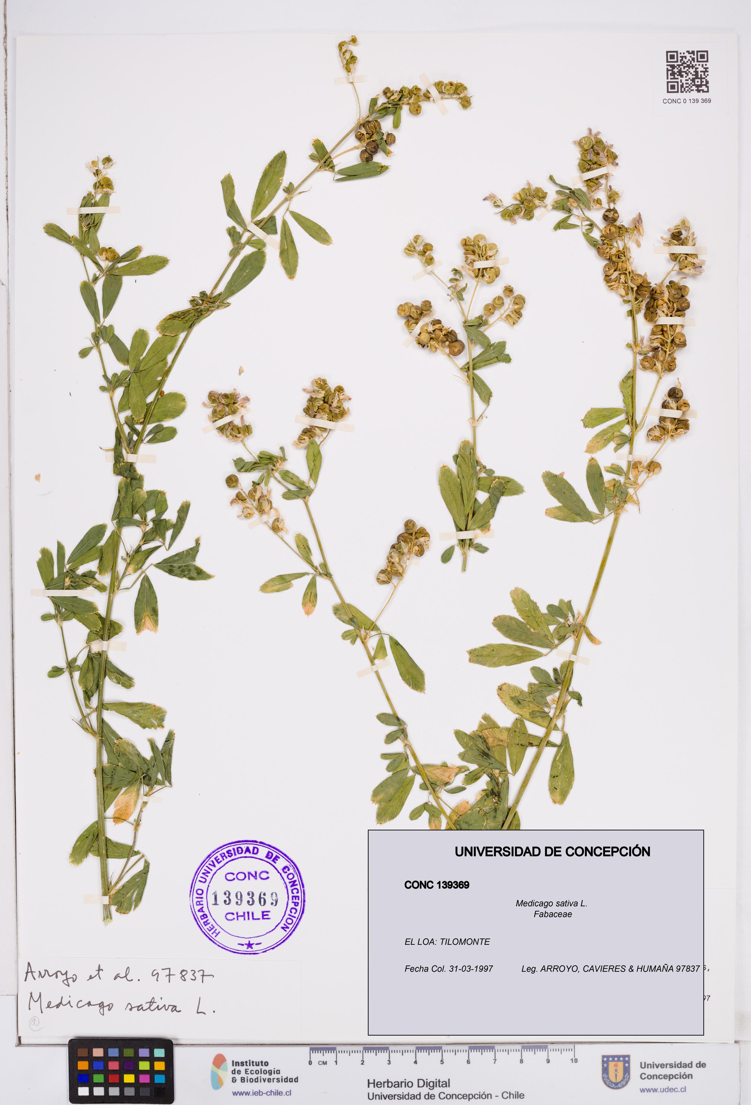 Medicago sativa [Espécimen: ]