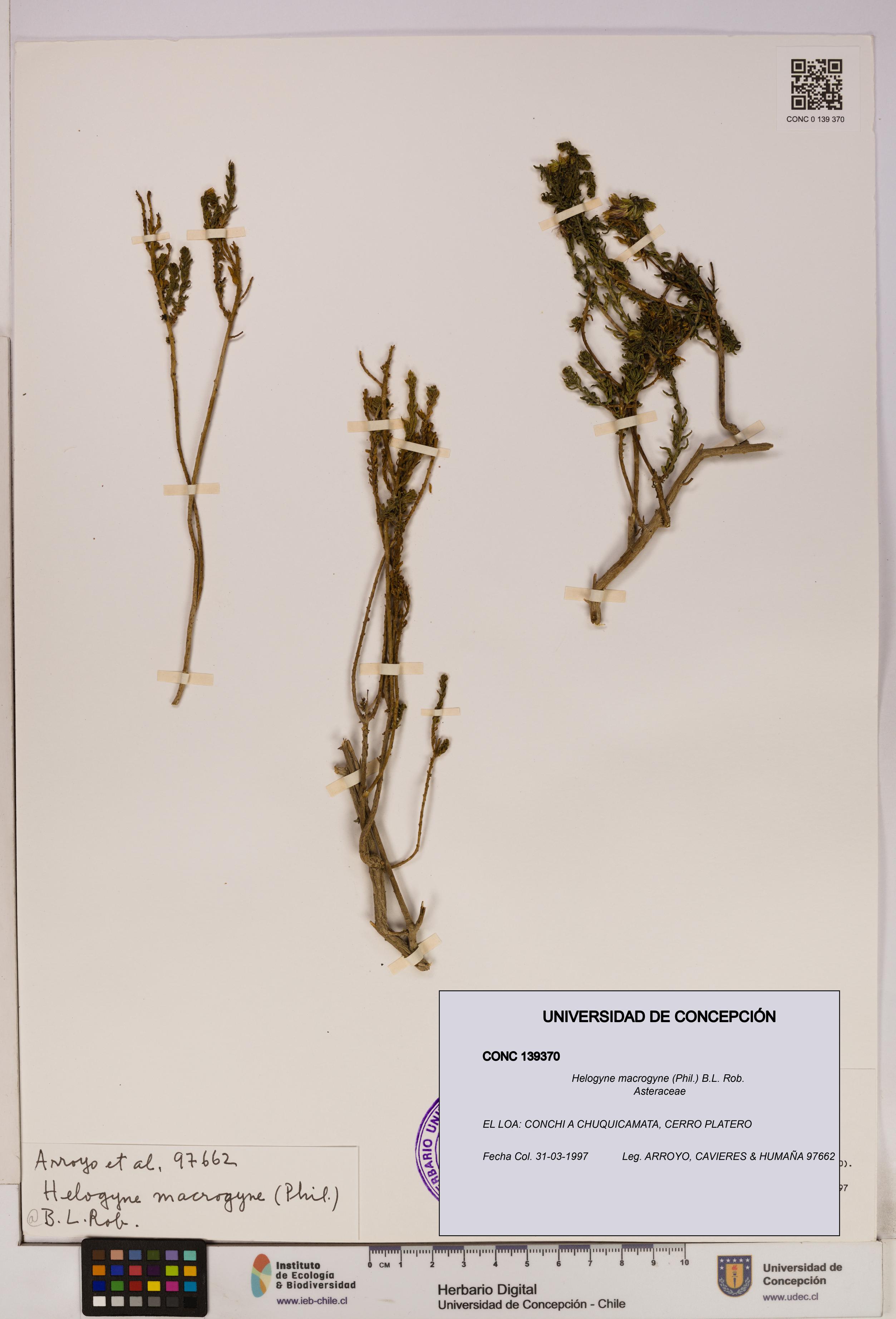 Helogyne macrogyne [Espécimen: UDEC:CONC:0139370]