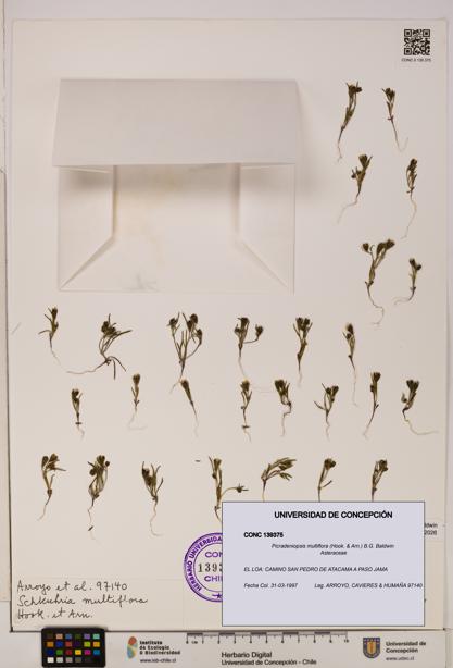 Picradeniopsis multiflora [Espécimen: ]