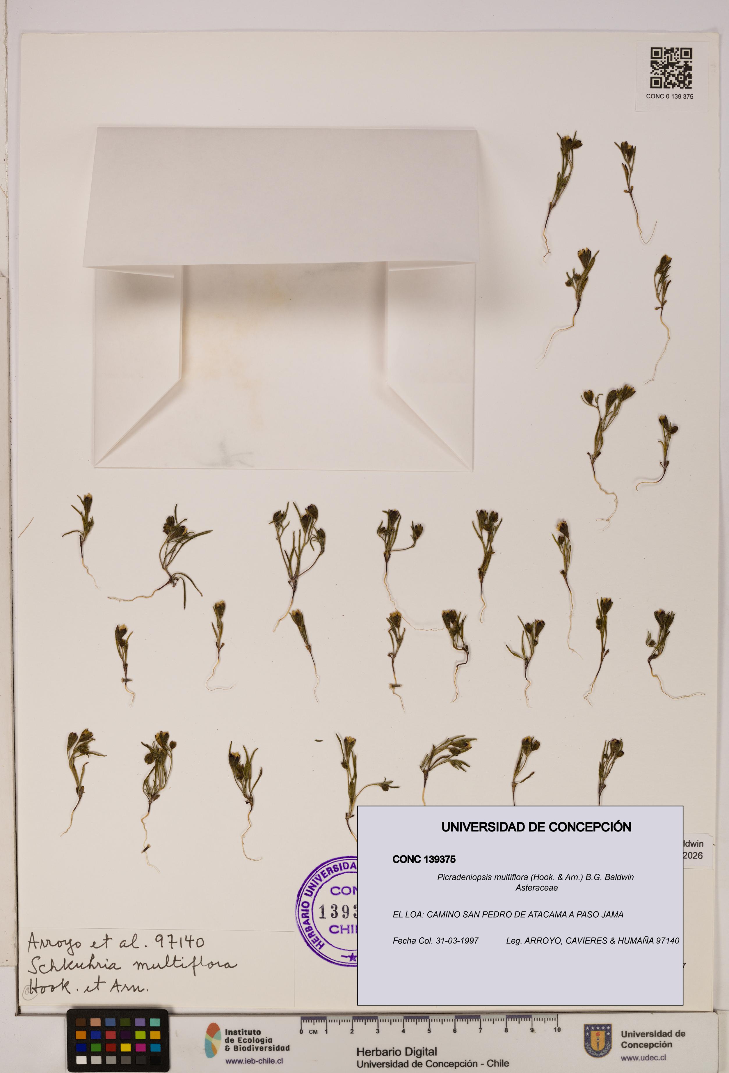 Picradeniopsis multiflora [Espécimen: ]