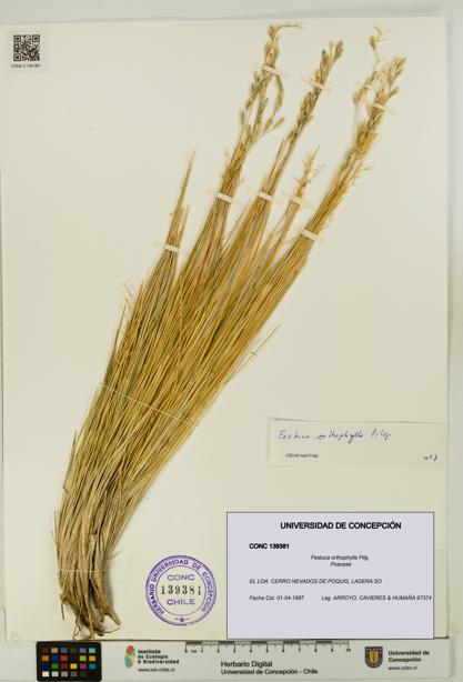 Festuca orthophylla [Espécimen: UDEC:CONC:0139381]
