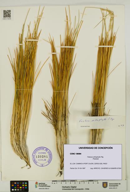 Festuca orthophylla [Espécimen: UDEC:CONC:0139384]