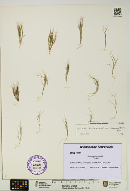 Aristida adscensionis [Espécimen: UDEC:CONC:0139391]