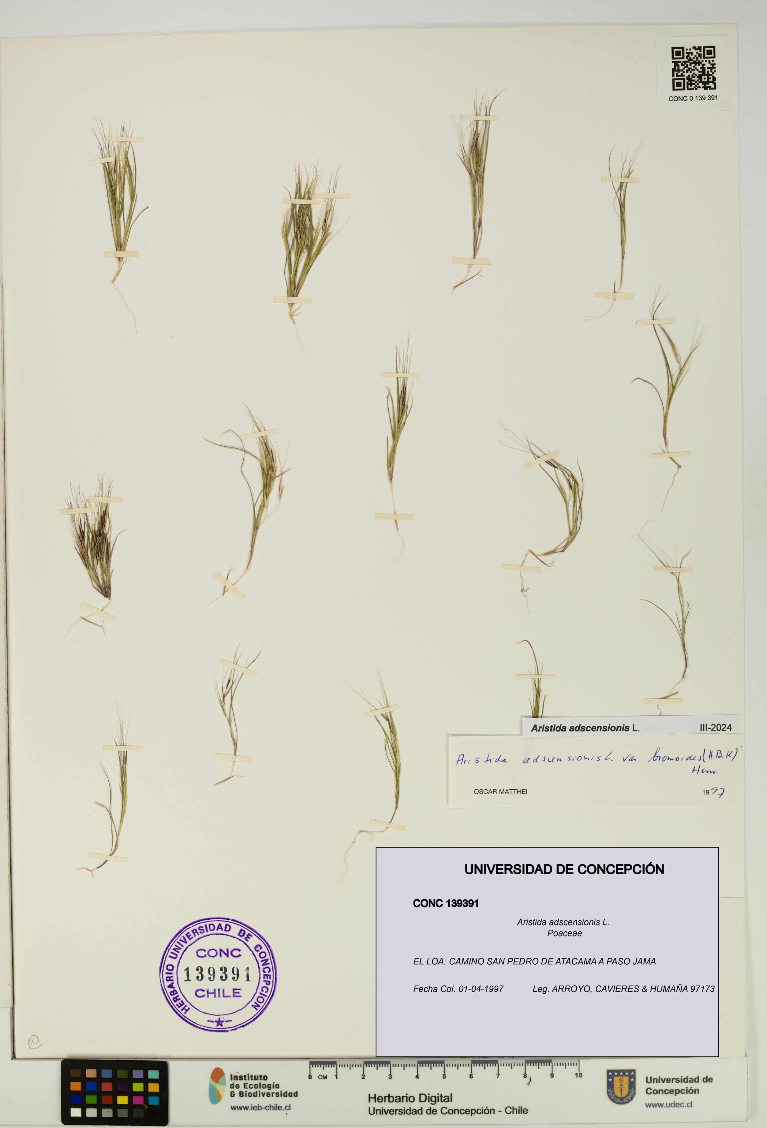 Aristida adscensionis [Espécimen: UDEC:CONC:0139391]
