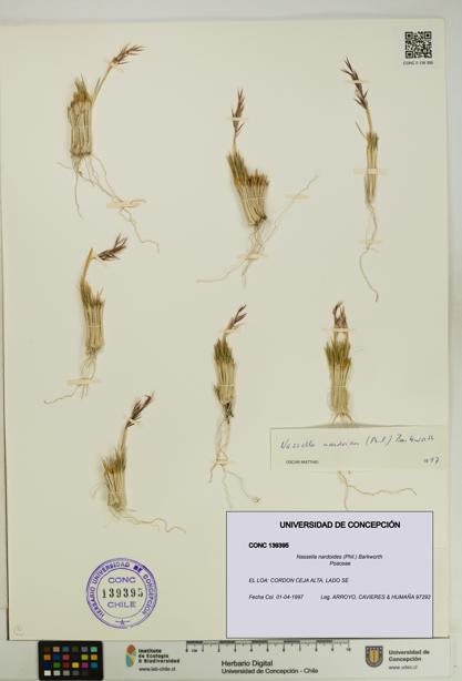 Nassella nardoides [Espécimen: UDEC:CONC:0139395]