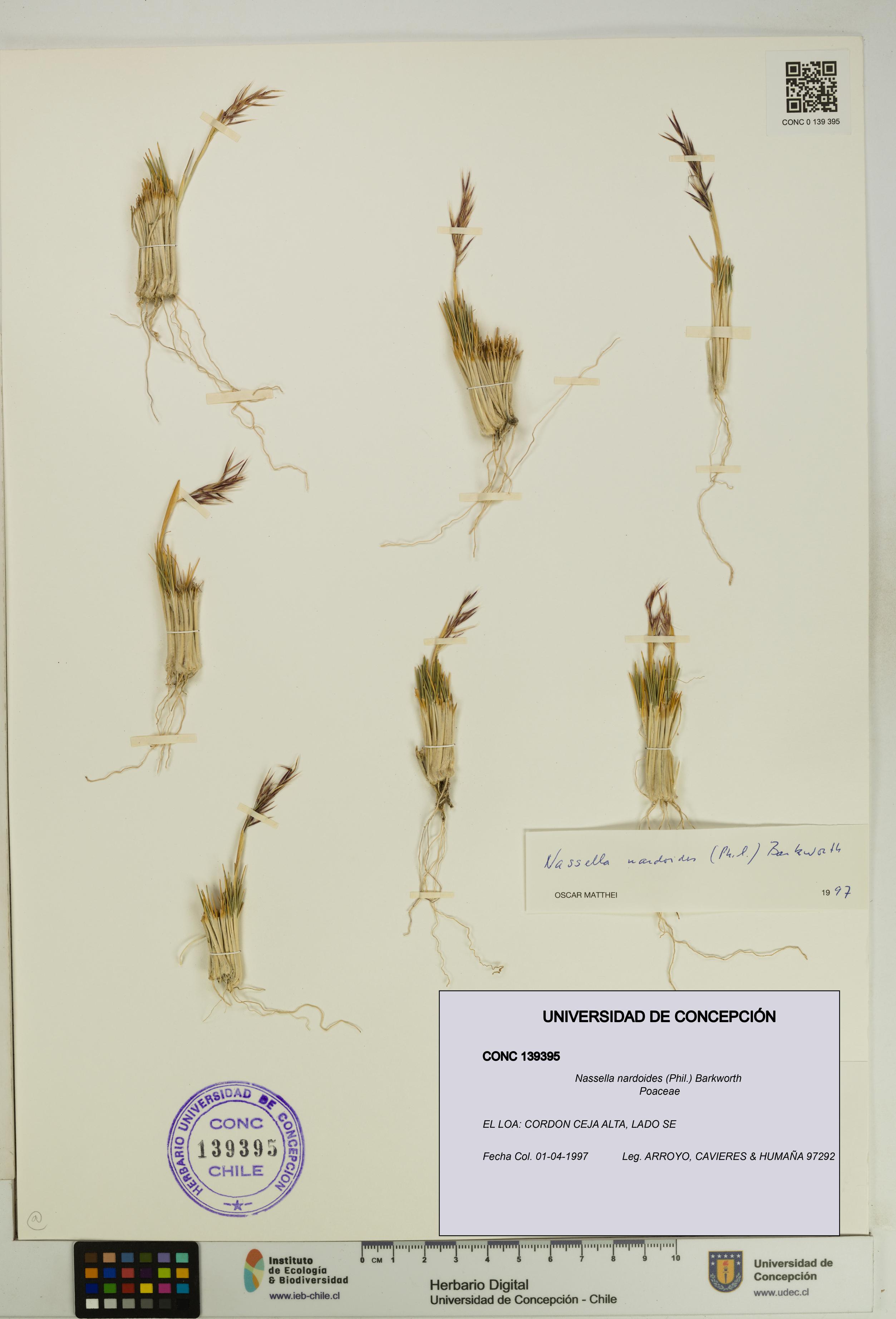 Nassella nardoides [Espécimen: UDEC:CONC:0139395]