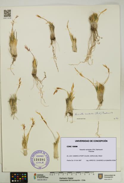 Nassella nardoides [Espécimen: UDEC:CONC:0139396]