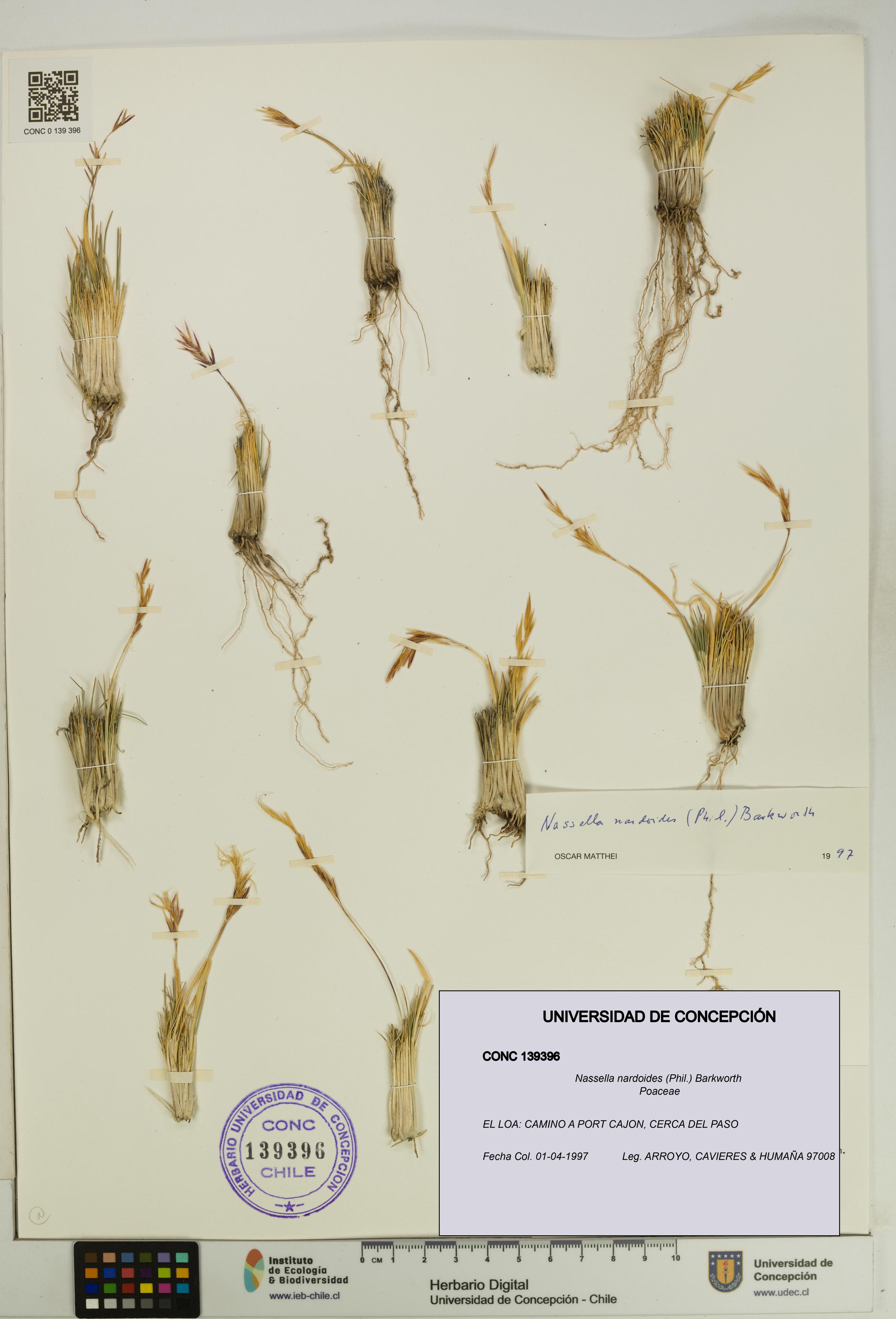 Nassella nardoides [Espécimen: UDEC:CONC:0139396]