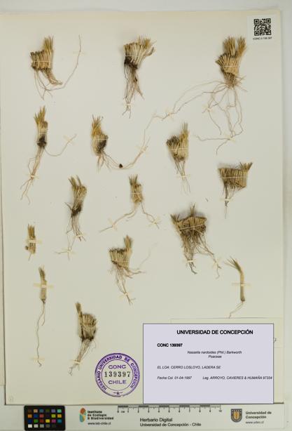 Nassella nardoides [Espécimen: UDEC:CONC:0139397]
