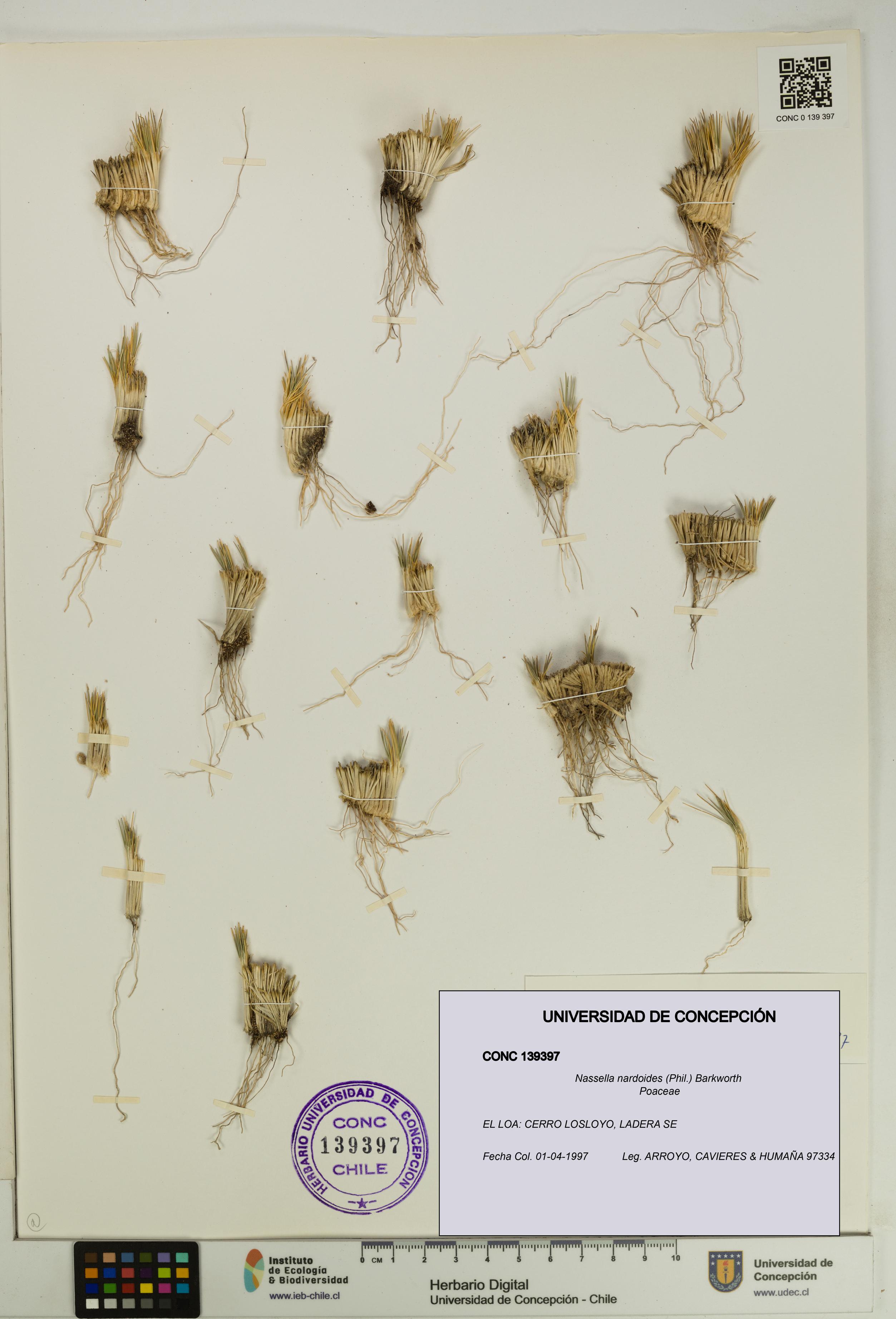 Nassella nardoides [Espécimen: UDEC:CONC:0139397]