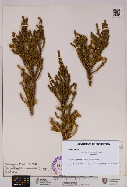 Parastrephia lucida [Espécimen: UDEC:CONC:0139407]