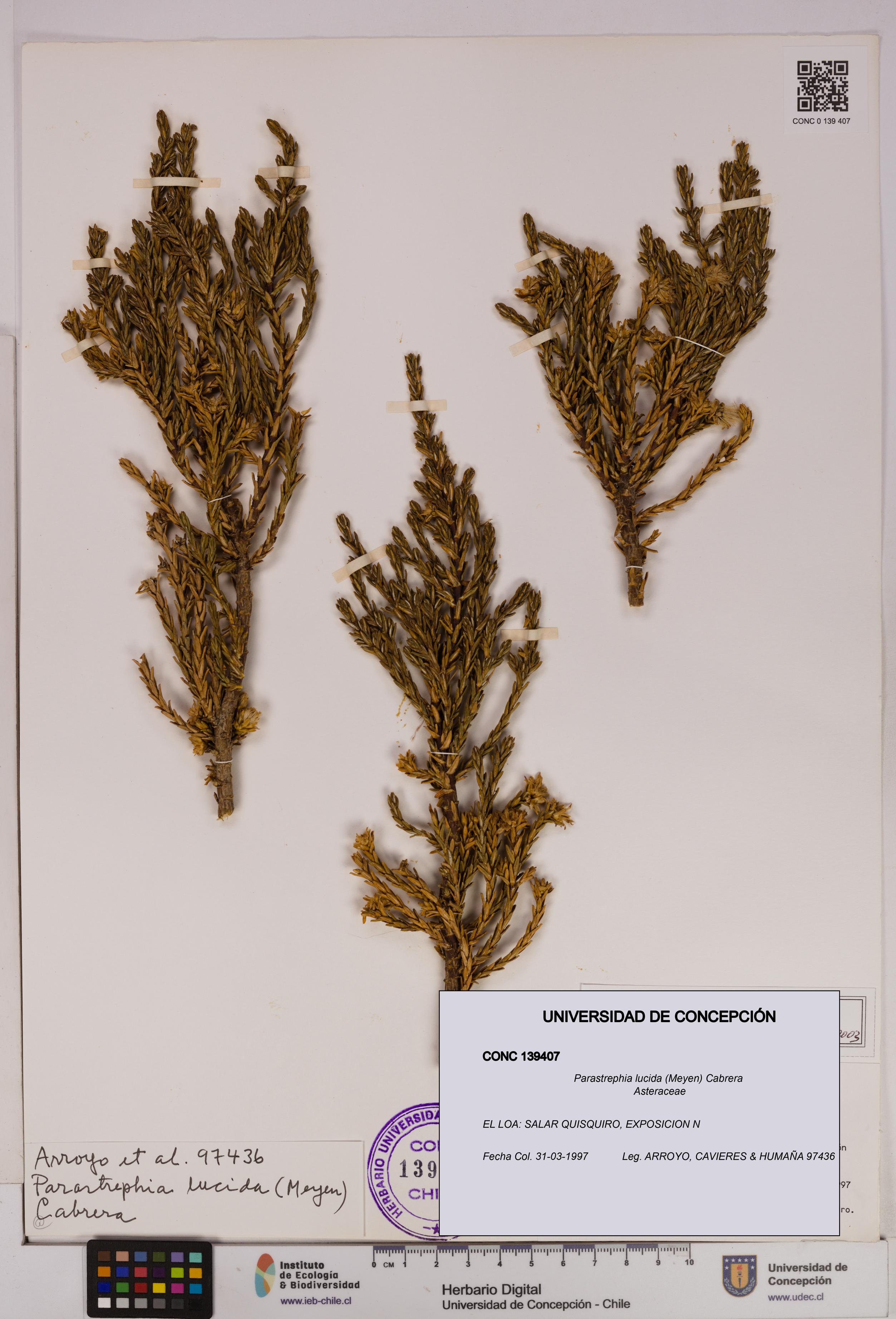 Parastrephia lucida [Espécimen: UDEC:CONC:0139407]