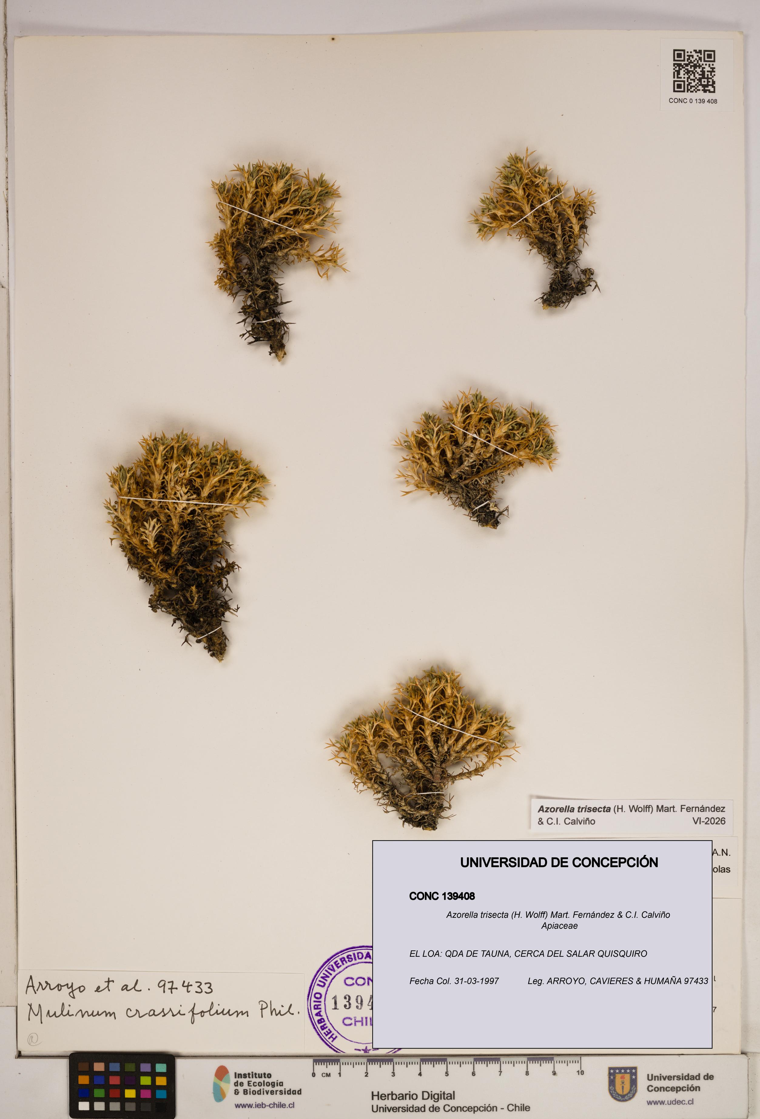Azorella trisecta [Espécimen: ]