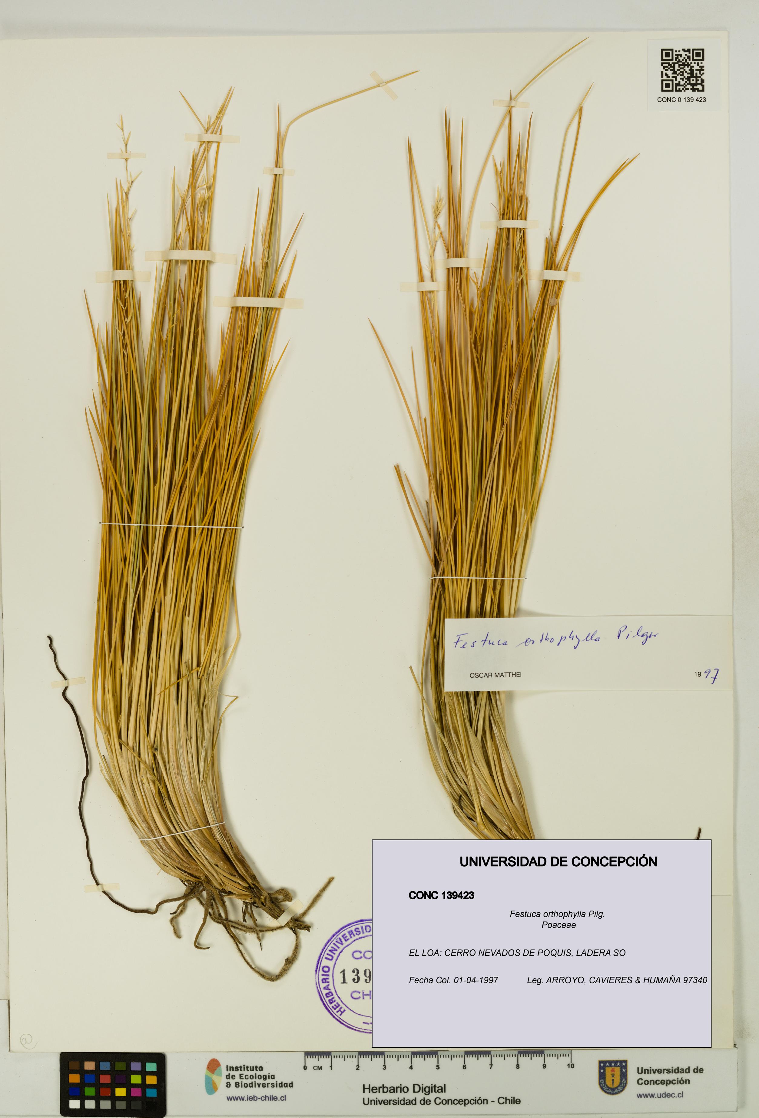 Festuca orthophylla [Espécimen: UDEC:CONC:0139423]
