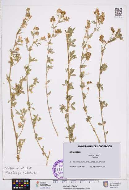 Medicago sativa [Espécimen: ]
