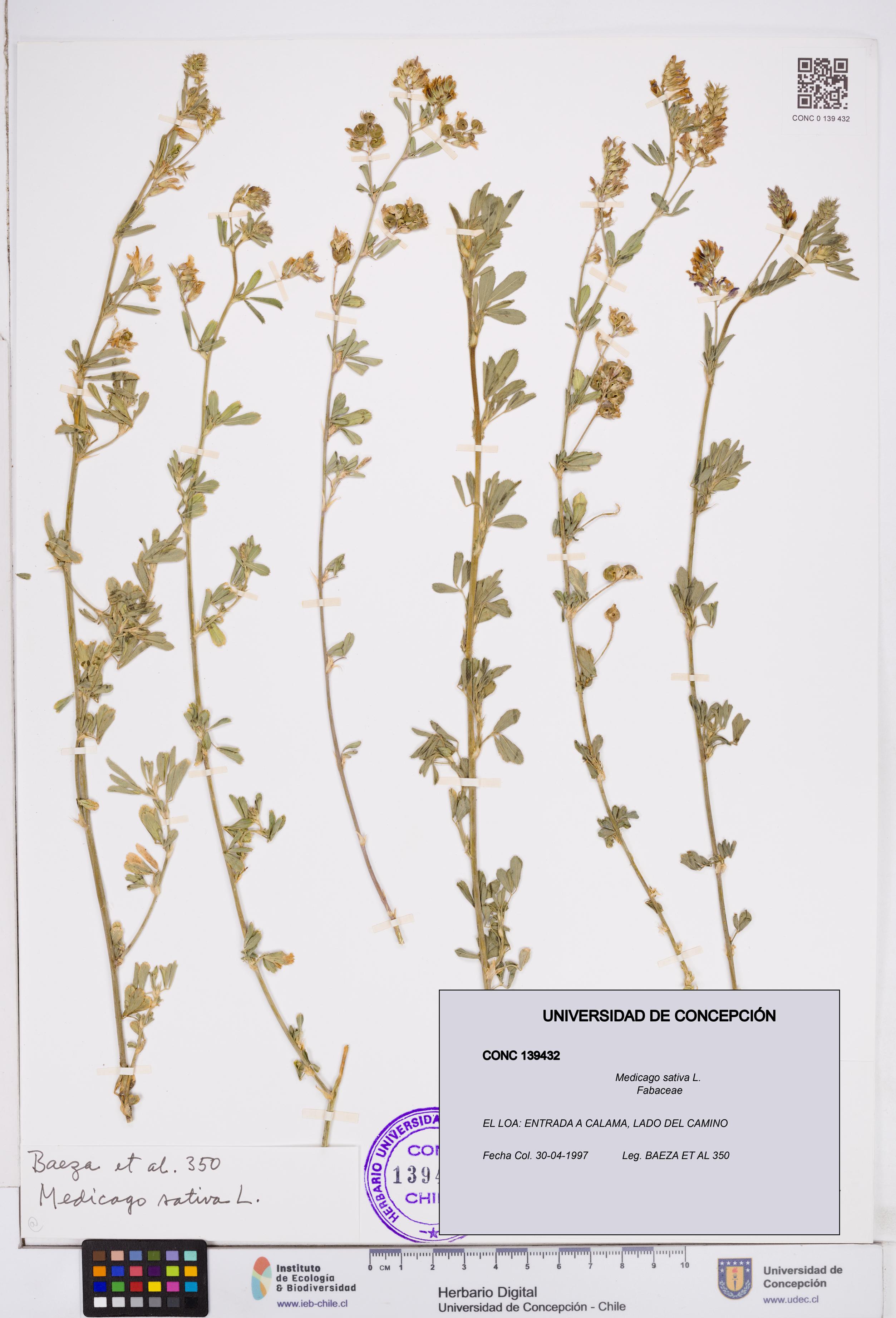 Medicago sativa [Espécimen: ]