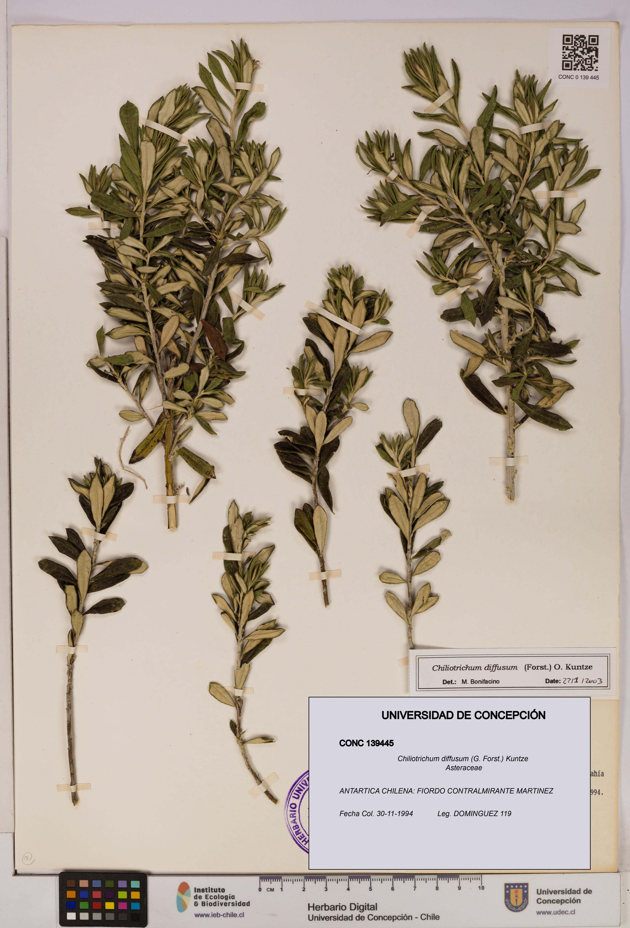 Chiliotrichum diffusum [Espécimen: UDEC:CONC:0139445]