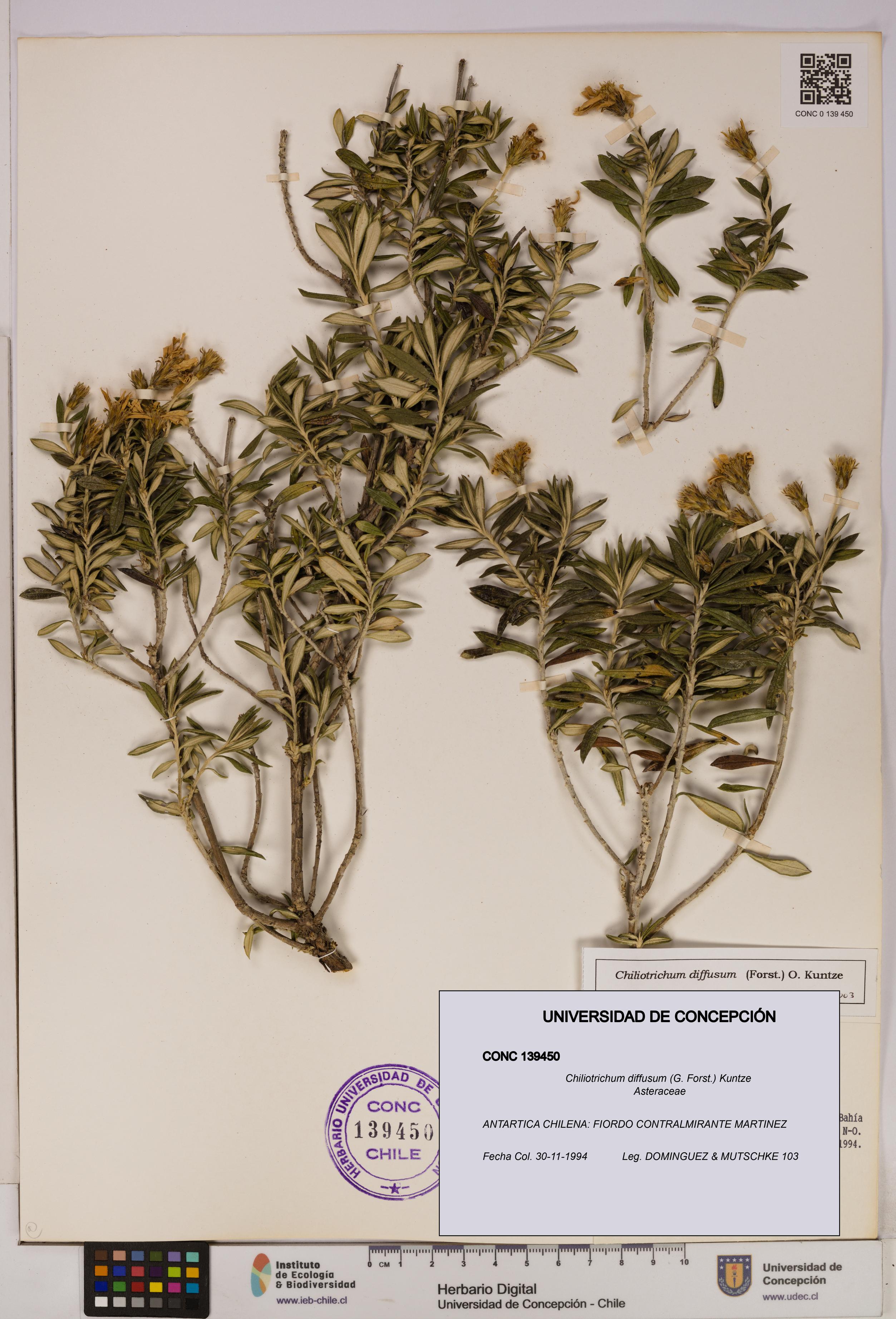 Chiliotrichum diffusum [Espécimen: UDEC:CONC:0139450]