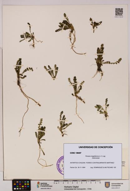 Perezia magellanica [Espécimen: UDEC:CONC:0139457]