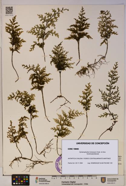Hymenophyllum tortuosum [Espécimen: ]