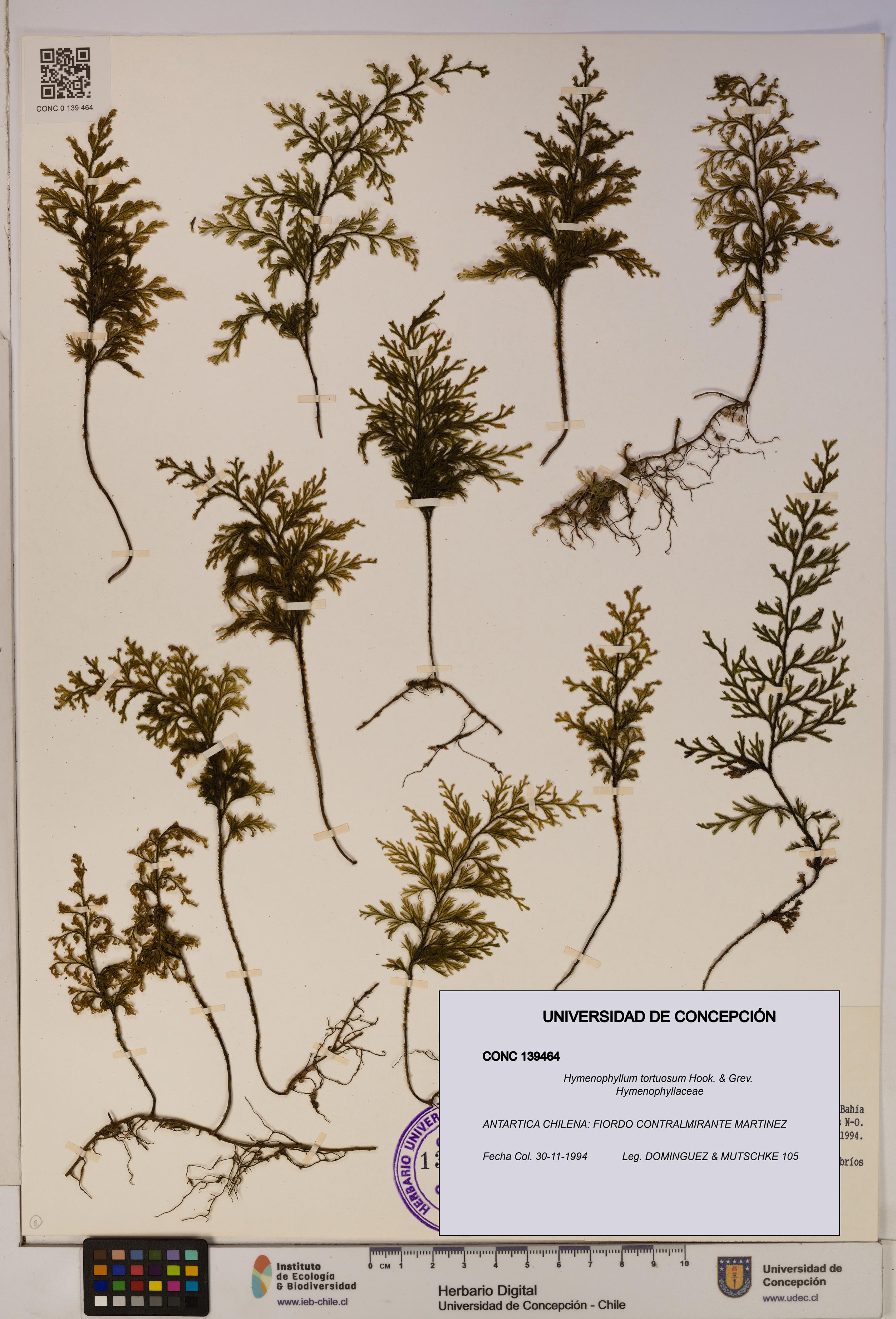 Hymenophyllum tortuosum [Espécimen: ]