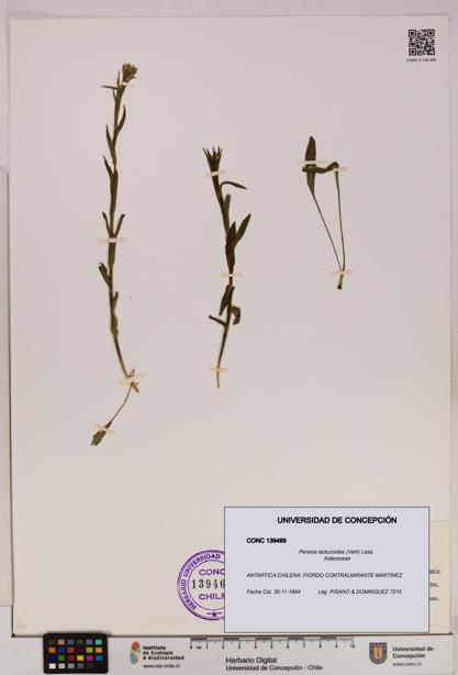 Perezia lactucoides [Espécimen: UDEC:CONC:0139469]