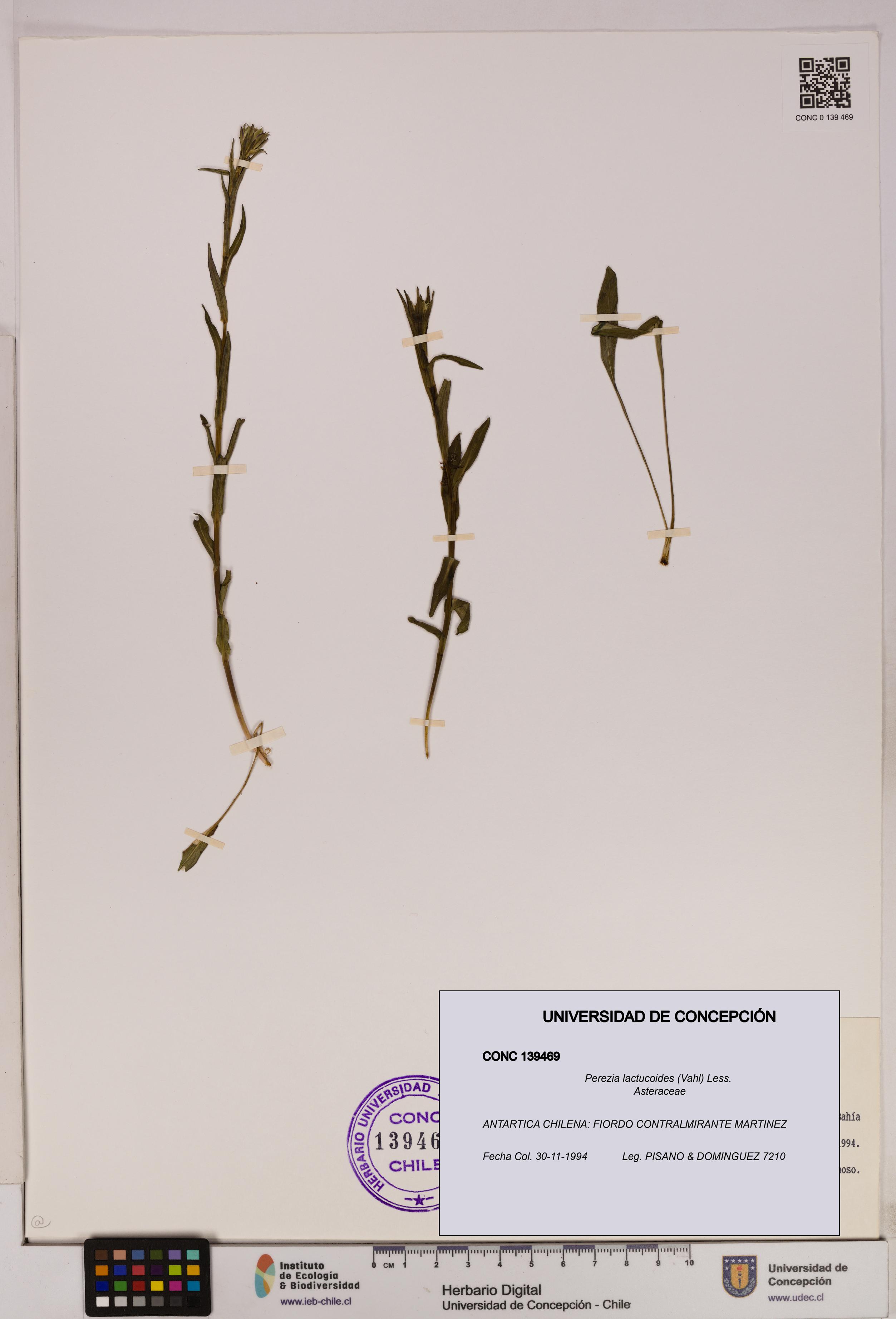 Perezia lactucoides [Espécimen: UDEC:CONC:0139469]