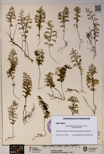 Hymenophyllum secundum [Espécimen: ]