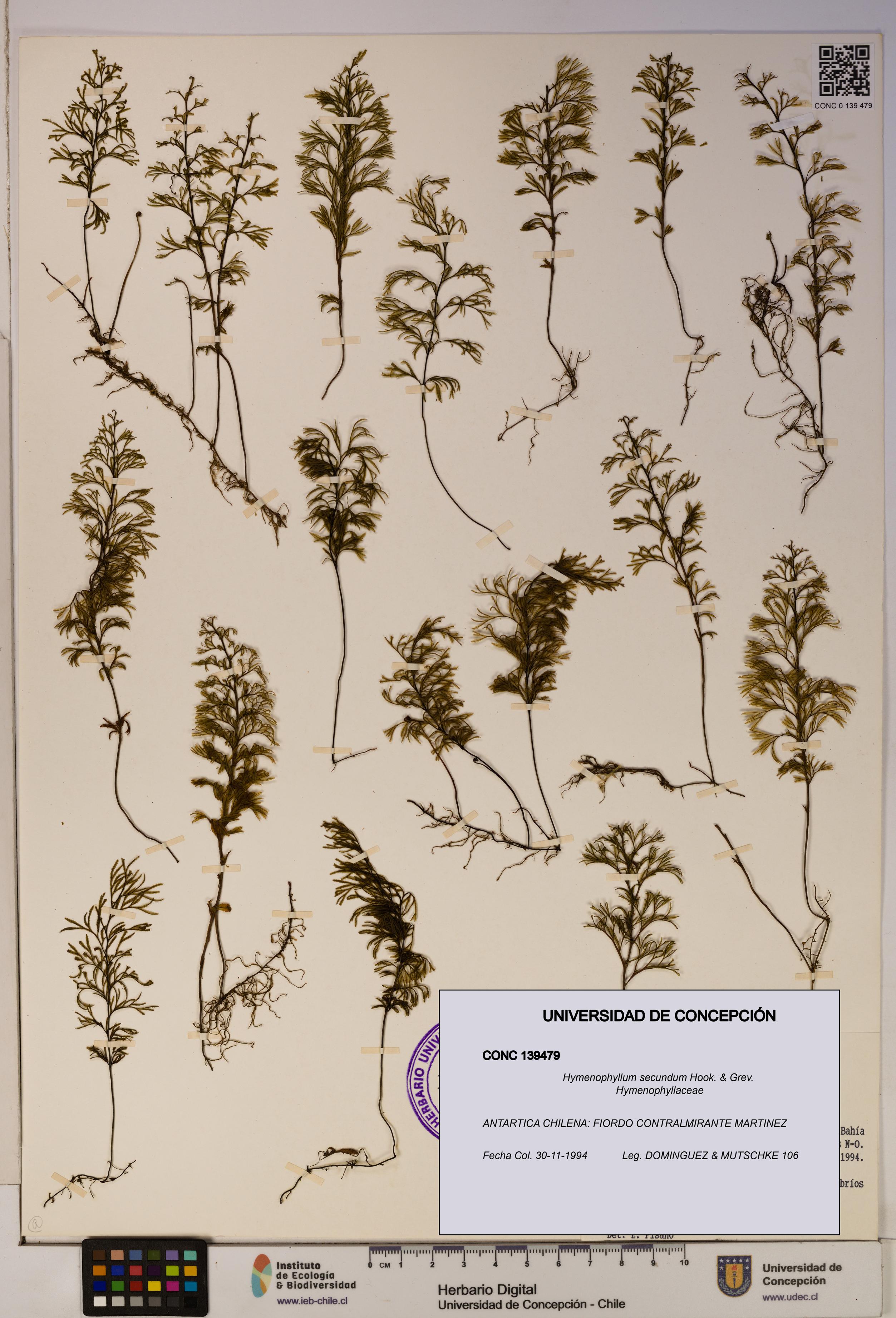 Hymenophyllum secundum [Espécimen: ]