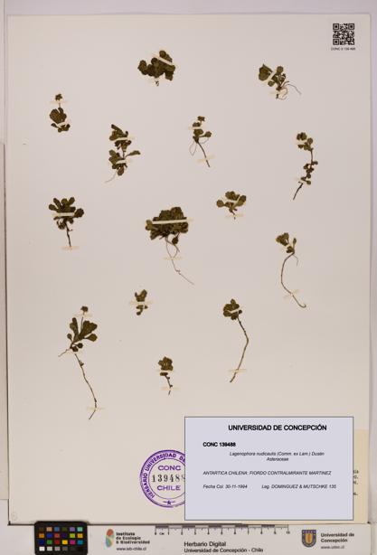 Lagenophora nudicaulis [Espécimen: ]