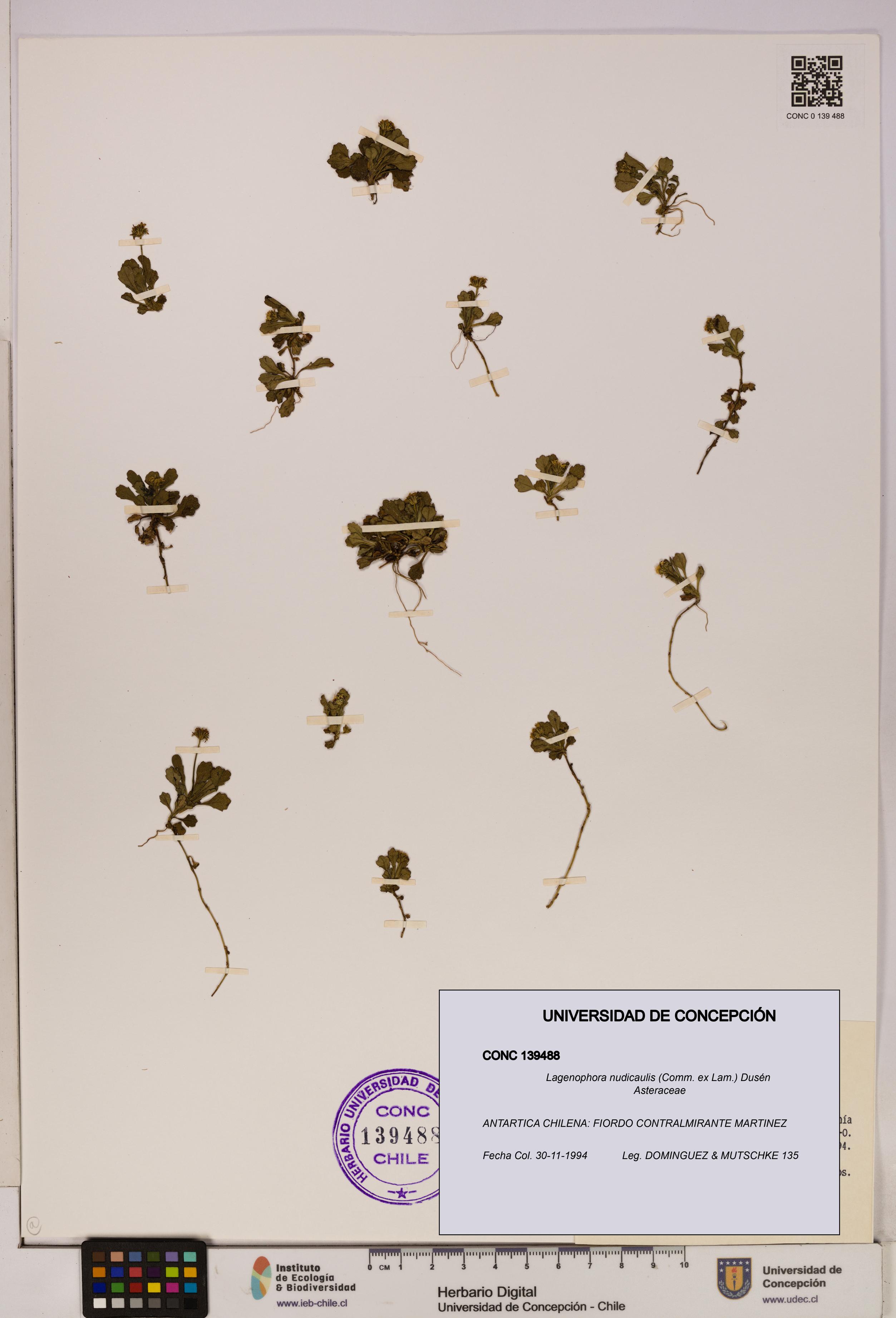 Lagenophora nudicaulis [Espécimen: ]