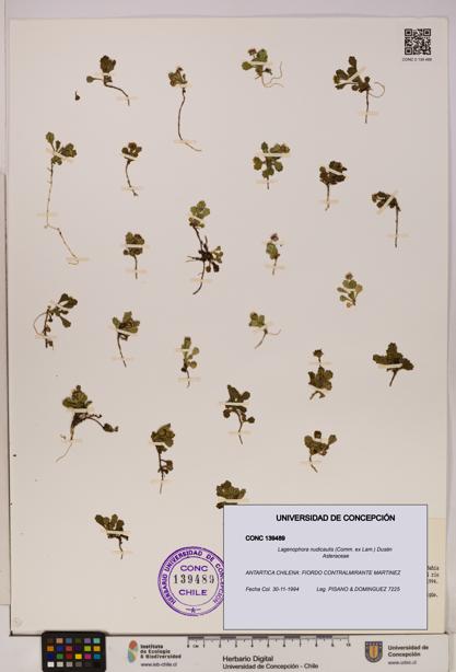 Lagenophora nudicaulis [Espécimen: ]