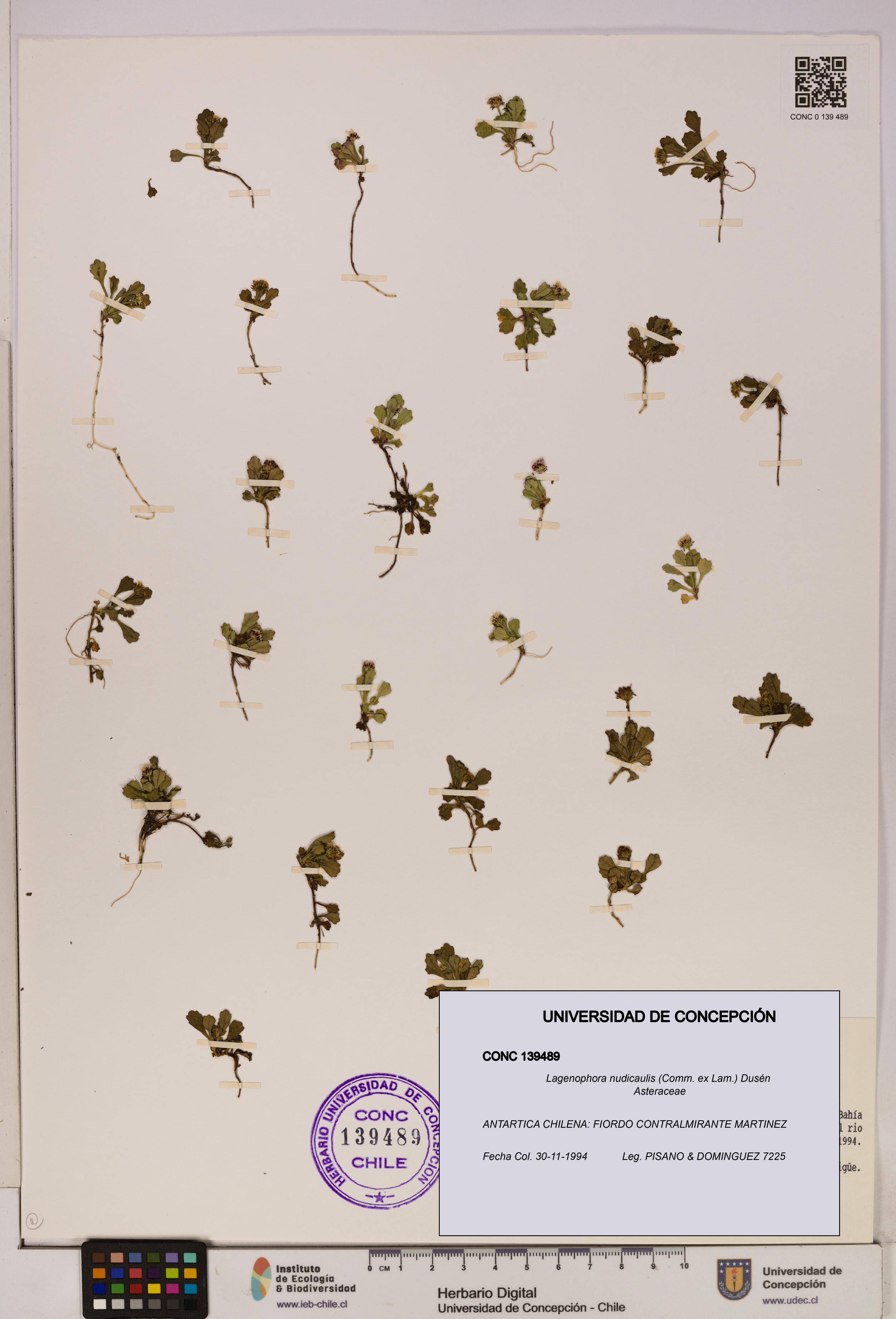 Lagenophora nudicaulis [Espécimen: ]