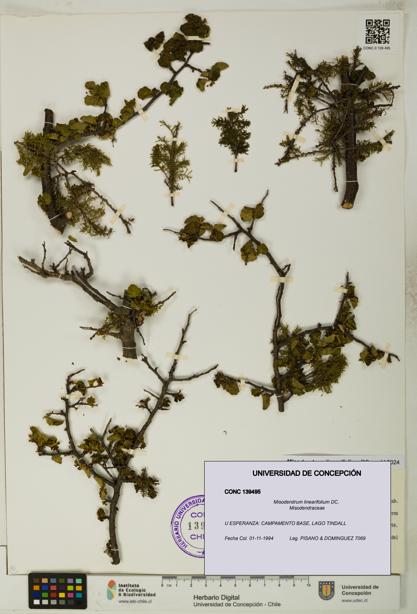 Misodendrum linearifolium [Espécimen: UDEC:CONC:0139495]