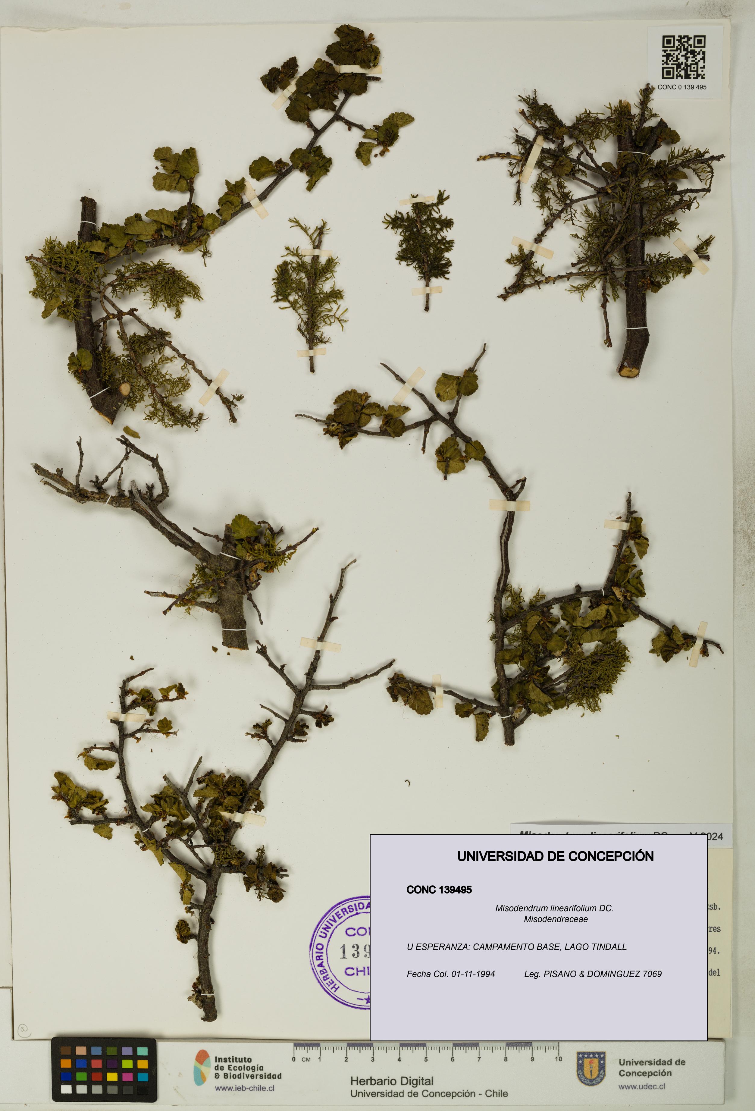 Misodendrum linearifolium [Espécimen: UDEC:CONC:0139495]