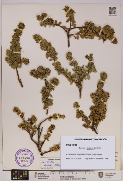 Baccharis magellanica [Espécimen: UDEC:CONC:0139496]