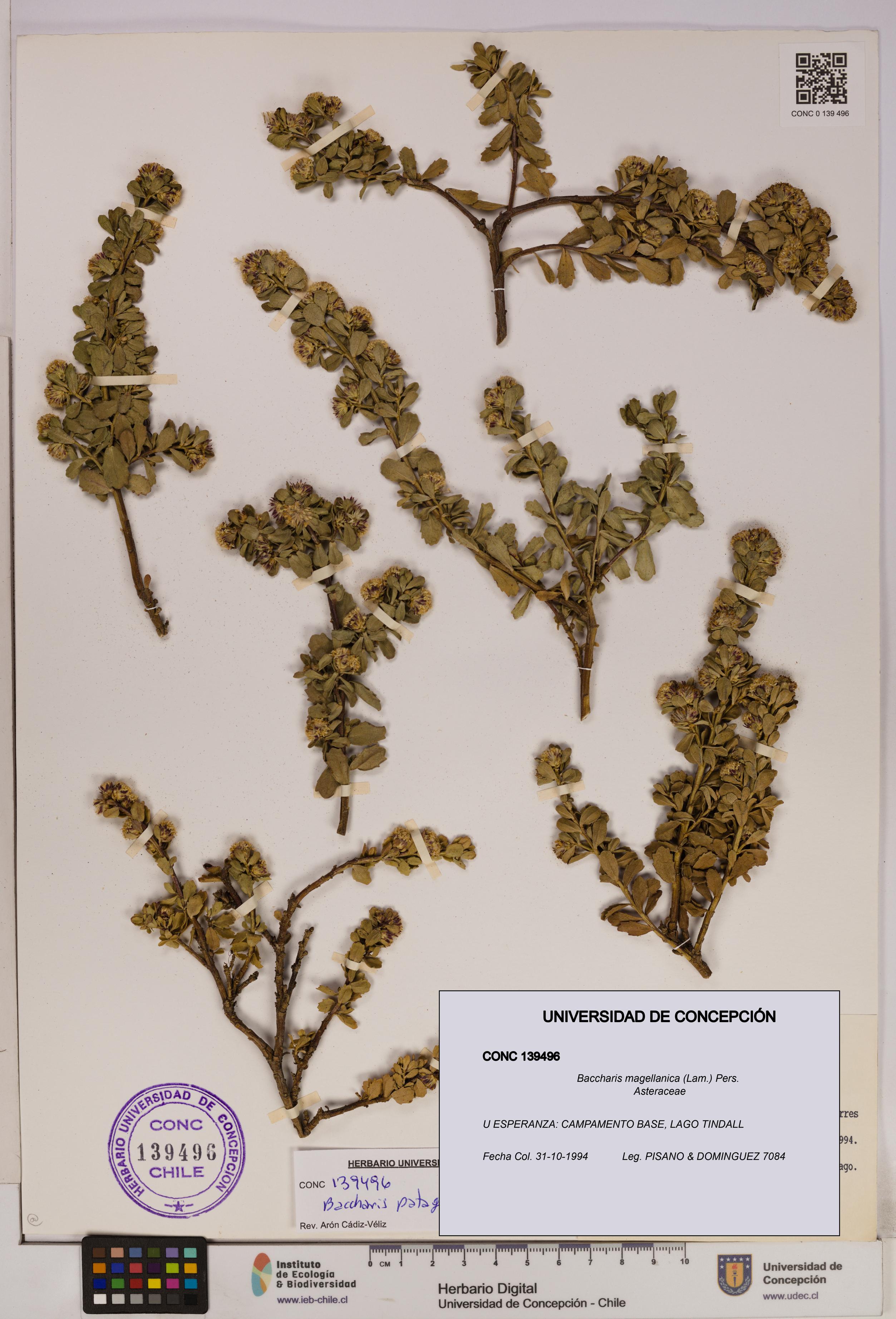 Baccharis magellanica [Espécimen: UDEC:CONC:0139496]