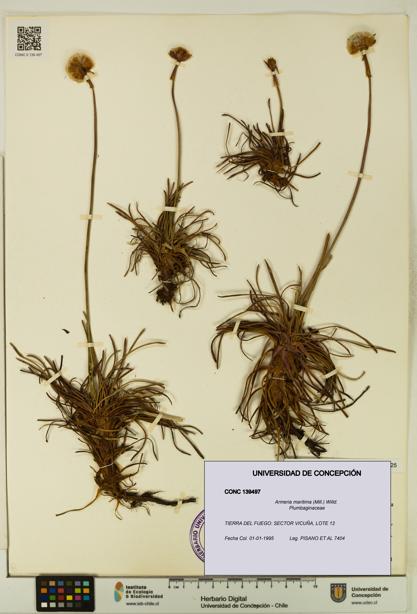 Armeria maritima [Espécimen: UDEC:CONC:0139497]