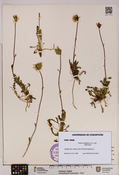 Perezia magellanica [Espécimen: UDEC:CONC:0139499]