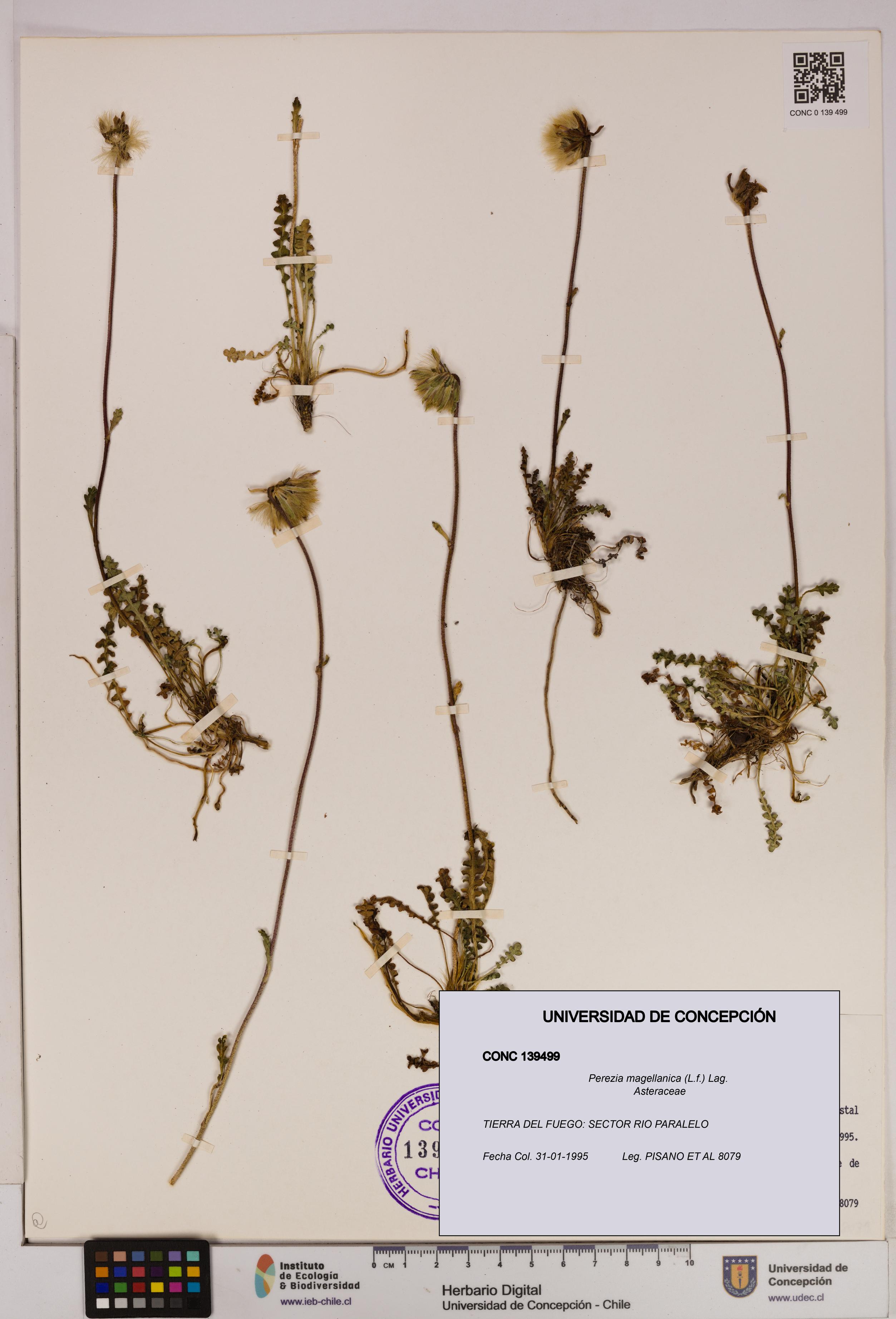 Perezia magellanica [Espécimen: UDEC:CONC:0139499]