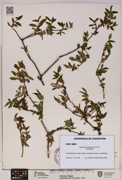 Myoschilos oblongus [Espécimen: UDEC:CONC:0139500]