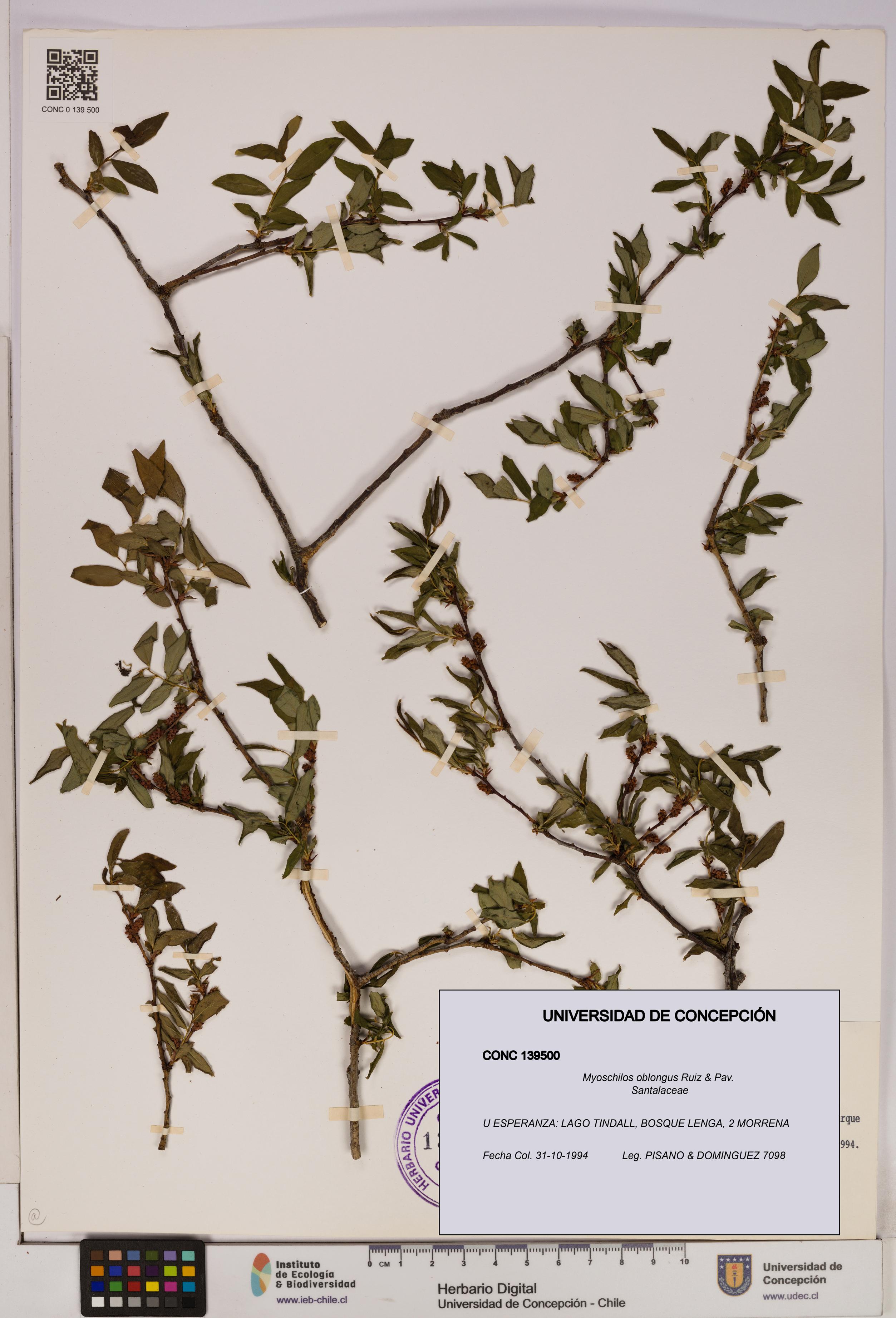 Myoschilos oblongus [Espécimen: UDEC:CONC:0139500]