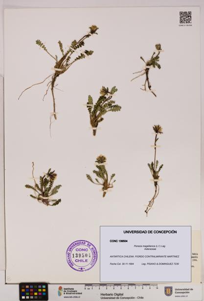 Perezia magellanica [Espécimen: UDEC:CONC:0139504]