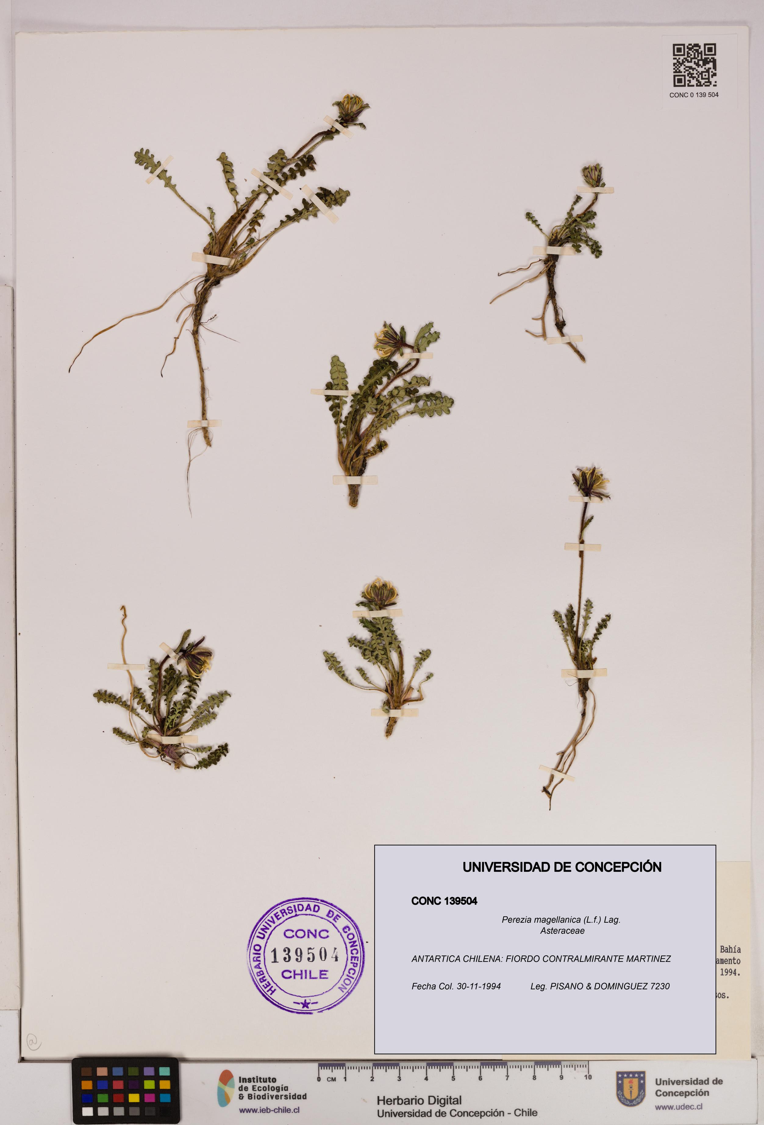 Perezia magellanica [Espécimen: UDEC:CONC:0139504]