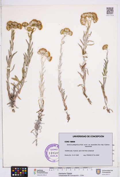Senecio patagonicus var. alyssoides [Espécimen: ]