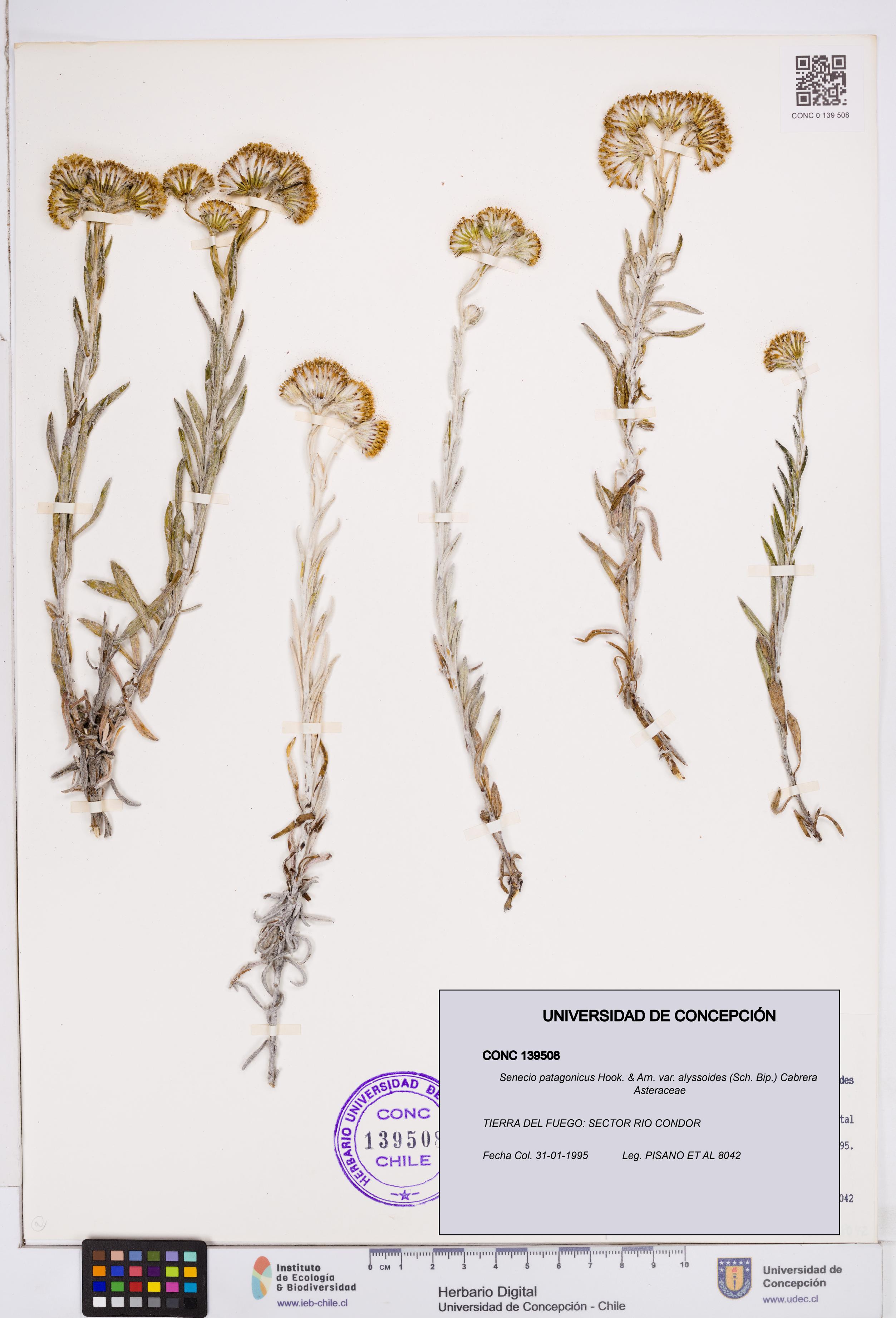 Senecio patagonicus var. alyssoides [Espécimen: ]