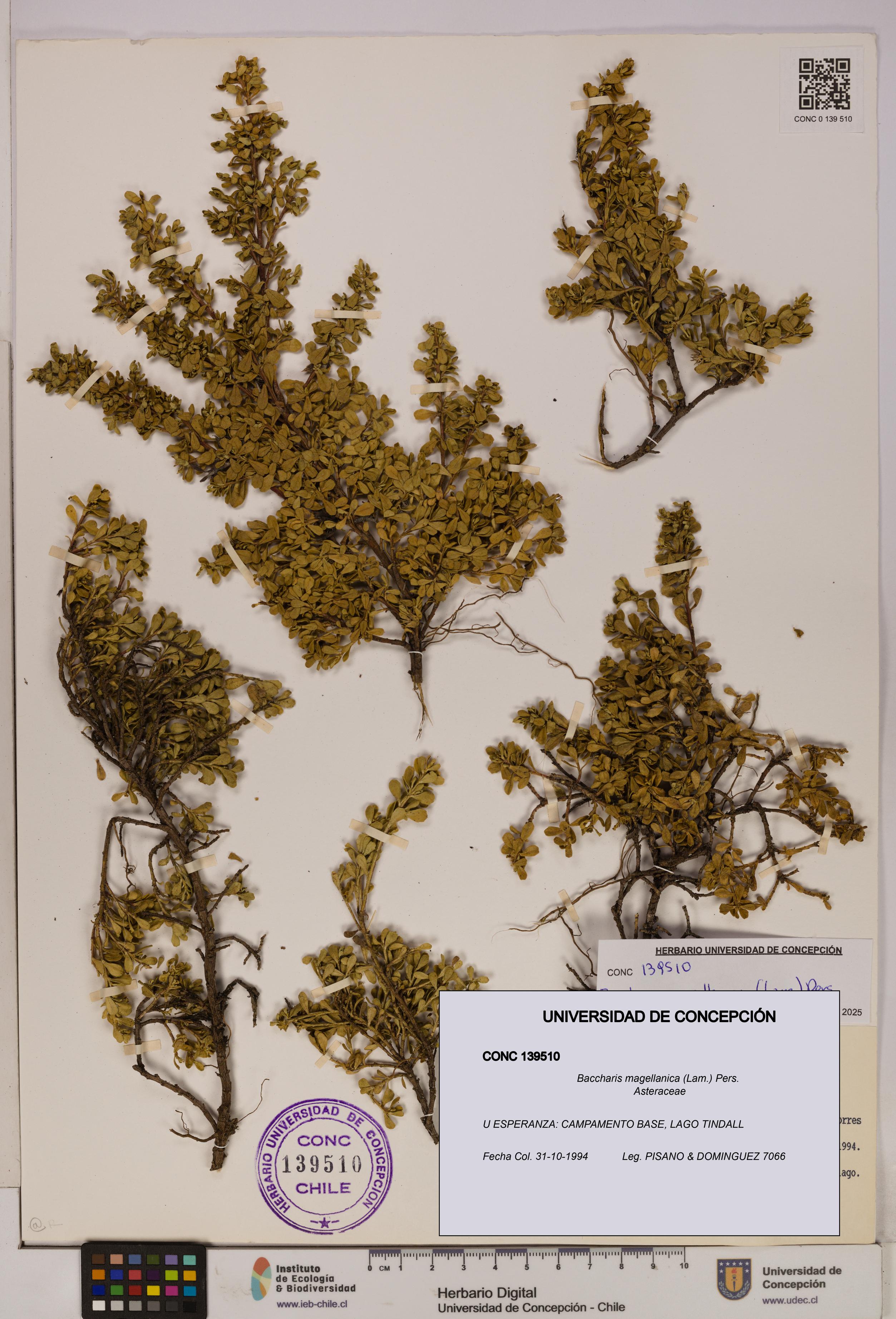 Baccharis magellanica [Espécimen: UDEC:CONC:0139510]