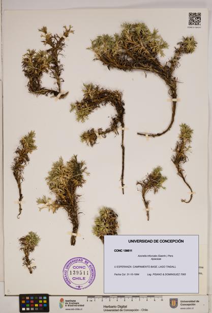 Azorella trifurcata [Espécimen: ]