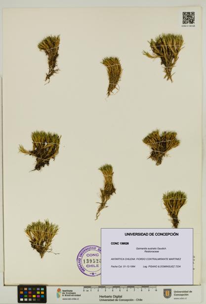 Gaimardia australis [Espécimen: UDEC:CONC:0139526]